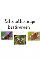 Vorschau - Spiele - Maxi-Kombipaket Schmetterling: Faltbuch, Arbeitsblatt, Powerpoint, große Bildkarten und interaktives Power-Point-Quiz - Deckblatt