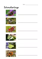 Vorschau - Spiele - Maxi-Kombipaket Schmetterling: Faltbuch, Arbeitsblatt, Powerpoint, große Bildkarten und interaktives Power-Point-Quiz - Seite 3