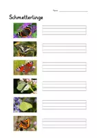 Vorschau - Spiele - Maxi-Kombipaket Schmetterling: Faltbuch, Arbeitsblatt, Powerpoint, große Bildkarten und interaktives Power-Point-Quiz - Seite 1