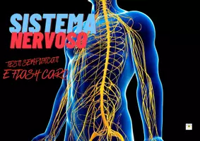 anteprima - Flashcard - SISTEMA NERVOSO E FLASH CARDS - Pagina di copertina