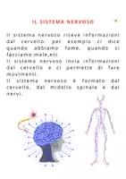 anteprima - Flashcard - SISTEMA NERVOSO E FLASH CARDS - Pagina 1
