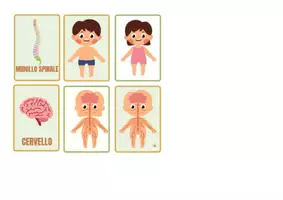 anteprima - Flashcard - SISTEMA NERVOSO E FLASH CARDS - Pagina 2