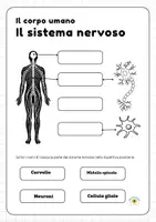 anteprima - Esercizi - SCHEDA SUL SISTEMA NERVOSO - Pagina di copertina