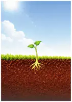 Vorschau - Stundenentwürfe - Frühling - Vom Samen zur Pflanze (Tafelmaterial und 3fach differenzierte Arbeitsblätter) - Seite 3