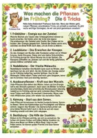 Vorschau - Arbeitsblätter - Pflanzen im Frühling XXL: Steckbriefe, 6 Strategien, Quiz, Ausmalbilder & Interaktive Präsentation! - Seite 2