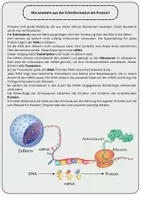 Vorschau - Arbeitsblätter - Proteinsynthese verstehen – Arbeitsblatt, Kartenmaterial und Modell zum Weg vom Gen zum Protein - Seite 2