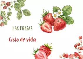 Vista previa - Unidades / Secuencias / Situaciones de Aprendizaje - 🍓Proyecto Ciencias: Ciclo de Vida y Anatomía de la Fresa (+ Iniciación Fotosíntesis) - página 1
