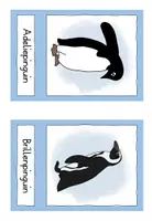 Vorschau - Bildkarten - Pinguine - Bildkarten🐧 - Seite 3