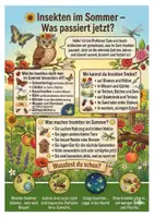 Vorschau - Mal- und Bastelvorlagen - Insekten im Sommer XXL - (16 Insekten , Steckbriefe, Ausmalbilder, Präsentation) - Seite 1