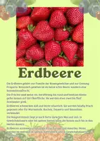 Vorschau - Merkblätter - 16 Lernkarten mit Fakten über unterschiedliche Beeren - Seite 1