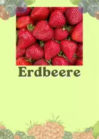Vorschau - Merkblätter - 16 Lernkarten mit Fakten über unterschiedliche Beeren - Seite 2