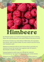 Vorschau - Merkblätter - 16 Lernkarten mit Fakten über unterschiedliche Beeren - Seite 3