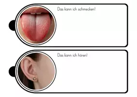 Vorschau - Arbeitsblätter - Unsere 5 Sinne - Fächer und Stationen - Seite 3