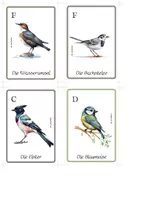 Vorschau - Spiele - Vögel Quartett – 28 Heimische Vogelarten Kartenspiel - Seite 2