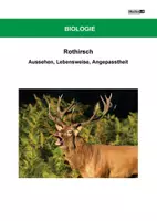 Vorschau - Arbeitsblätter - Rothirsch - Arbeitsblätter mit Lösungen PDF - Deckblatt