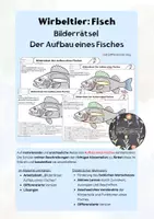 Vorschau - Arbeitsblätter - Wirbeltier: Fisch - Bilderrätsel Der Aufbau eines Fisches - Deckblatt
