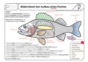 Vorschau - Arbeitsblätter - Wirbeltier: Fisch - Bilderrätsel Der Aufbau eines Fisches - Seite 3