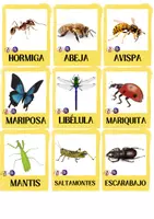 Vista previa - Tarjetas / Manipulativos - PACK INSECTOS INFANTIL - página 2