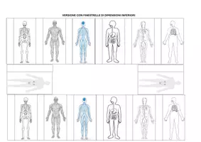 anteprima - Materiale di supporto/inclusione - IMMAGINI APPARATI E SISTEMI 🦴 🧠 🫁 - Pagina 3