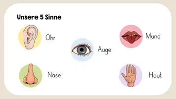Vorschau - Unterrichtsreihen - Materialpaket "Mein Körper" (Gesunde Ernährung, Verdauung, Körper, Sinne) - Seite 3