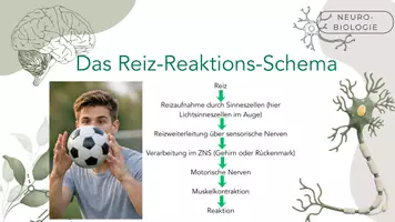 Vorschau - Arbeitsblätter - Das Reiz-Reaktion-Schema - Seite 3