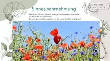 Vorschau - Präsentationen/Tafelbilder - Sinne, Reizarten und Rezeptoren - Seite 1