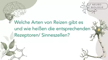 Vorschau - Präsentationen/Tafelbilder - Sinne, Reizarten und Rezeptoren - Seite 2