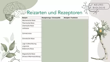 Vorschau - Präsentationen/Tafelbilder - Sinne, Reizarten und Rezeptoren - Seite 3