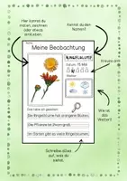 Vorschau - Arbeitsblätter - Beobachtungsbogen Natur / Schulgarten / Wiese / Wald / Entdecken - Seite 2