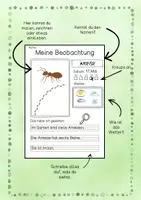 Vorschau - Arbeitsblätter - Beobachtungsbogen Natur / Schulgarten / Wiese / Wald / Entdecken - Seite 3
