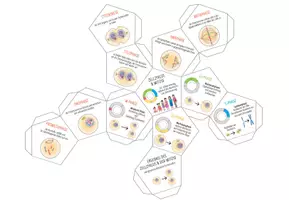 Vorschau - Mal- und Bastelvorlagen - Zellzyklus und Mitose – Lernwürfel (Dodekaeder) - Seite 2