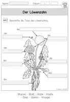 Vorschau - Arbeitsblätter - Gedicht zum Löwenzahn: Die gelbe Frühlingsblütenzeit (Grundschule Deutsch Klasse 1-4) - Seite 3