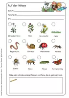 Vorschau - Arbeitsblätter - Tiere und Pflanzen der Wiese - Forscherbogen für einen Unterrichtsgang - Seite 2