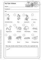 Vorschau - Arbeitsblätter - Tiere und Pflanzen der Wiese - Forscherbogen für einen Unterrichtsgang - Seite 3