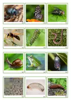 Voorbeeld - KleuterKlaar| Kriebelbeestjes: memorie - Pagina 3