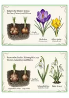 Vorschau - Bildkarten - Bildkarten - die bekanntesten Frühblüher - Seite 2