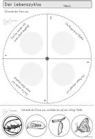 Vorschau - Arbeitsblätter - Schmetterling Sachunterricht Klasse 1-3 | Frühling & Lerntheke - Seite 3