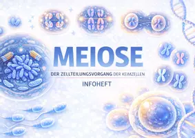 Vorschau - Interaktives Material - Meiose digital verstehen – Interaktives Infoheft zur Reifeteilung - Seite 1