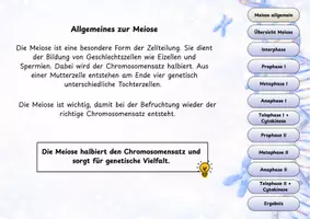 Vorschau - Interaktives Material - Meiose digital verstehen – Interaktives Infoheft zur Reifeteilung - Seite 2