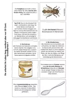 Vorschau - Arbeitsblätter - Mystery: Die Honigbiene & Honig // Wirbellose + Ökologie + Biene - Seite 2