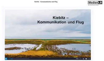 Vorschau - Videos - Der Kiebitz - 9 Einzel-Videos/ H5P/ HTML/ Moodle/ - Seite 3