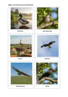Vorschau - Mal- und Bastelvorlagen - Vogel Paket - Deckblatt