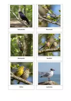 Vorschau - Mal- und Bastelvorlagen - Vogel Paket - Seite 1