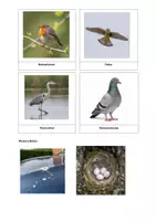 Vorschau - Mal- und Bastelvorlagen - Vogel Paket - Seite 3