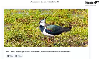 Vorschau - Arbeitsblätter - Der Kiebitz - 12 H5P/HTML/Interaktive Aufgaben/Moodle - Seite 3