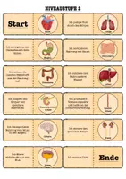 Vorschau - Arbeitsblätter - Domino Organe des Menschen (3 Niveaustufen) – Differenziertes Biologie-Spiel Klasse 5/6 - Seite 2