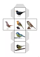 Vorschau - Spiele - Singvögel-Würfel – heimische Vögel erkennen & benennen (differenziert) - Seite 2