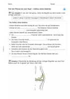 Vorschau - Arbeitsblätter - Arbeitsblatt: Aufbau eines Gelenks - Seite 3