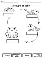 Aperçu - Matériel pour travaux manuels / dessin - Le cycle de vie Grenouille - Page 2