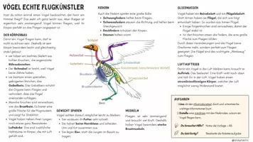 Vorschau - Arbeitsblätter - Merkmale der Vögel I Informationstext + Mindmap I Klasse 5/6 Sek.1 - Seite 1